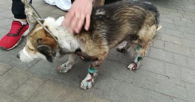 مسئول أوكرانى يسحل كلبا على طريق سريع انتقاما منه لعكره لوالدته .. صور 