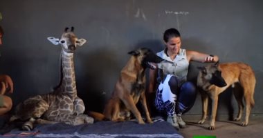 صداقة بين كلب و زرافة فى حديقة حيوانات بجنوب أفريقيا.. فيديو وصور