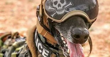 الجيش الأمريكى يكشف عن غطاء رأس مخصص لحماية الكلاب من فقدان المسع