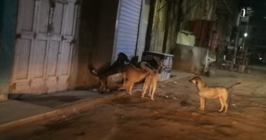 اضبط مخالفة.. أهالى مدينة المحلة يشكون من انتشار الكلاب الضالة بالشوارع
