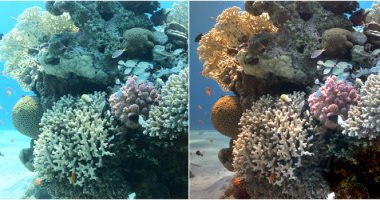 علماء يطورون تقنية تظهر الألوان الحقيقية للصور الملتقطة تحت الماء
