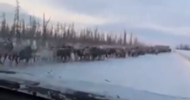 شاهد.. آلاف الحيوانات تقطع طريقًا جليديًا بطول 350 كيلومترا فى روسيا