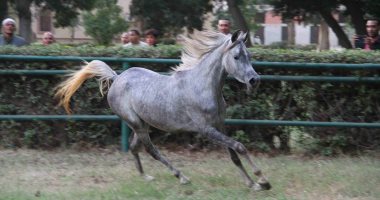 محطة الزهراء للخيول العربية تنظم عرض الطلائق بمناسبة بدء موسم التربية والتزاوج