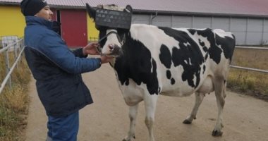 تدليل الأبقار بـ"الواقع الافتراضى" فى روسيا