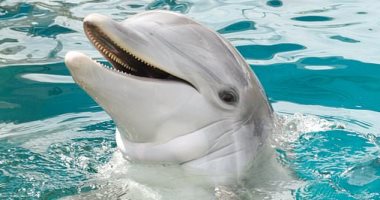 اكتشاف: الدولفين يمكن أن يكون أيسر  مثل البشر