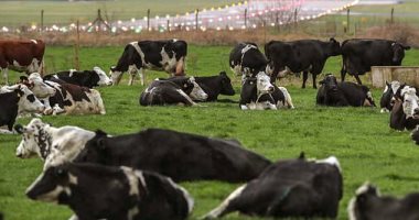 طريقة جديدة لتربية الأبقار ضمن أغرب طرق التصدى لتغير المناخ