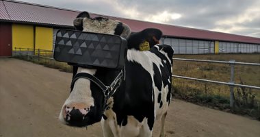 روس يستخدمون نظارات الواقع الافتراضى لتحسين إنتاج الأبقار من اللبن