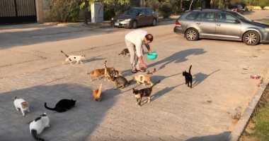 نجل مدحت صالح يبرز الجانب الإنساني لوالده مع القطط.. فيديو