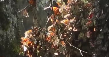 فيديو.. موسم هجرة آلاف الفراشات المَلكِيّة لبدء رحلة البيات الشتوى
