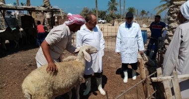 تطعيم 9 آلاف رأس ماشية بشمال سيناء ضد الحمى القلاعية