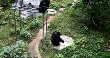 شمبانزى يغسل الملابس فى حديقة حيوان صينية .. فيديو 