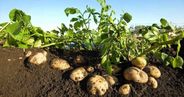 الزراعة: لجان مرورية على 311 ألف فدان منزرعة بطاطس لزيادة الإنتاج  