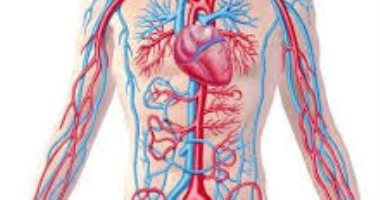 كيف تحافظ على صحة الأوعية الدموية فى جسمك
