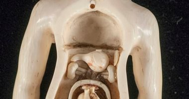 شاهد التماثيل التشريحية التي استخدمها الأطباء منذ 4 قرون بألمانيا  