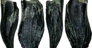 تفاصيل العثور على أسنان للديناصورات العملاقة فى شمال شرق روسيا
