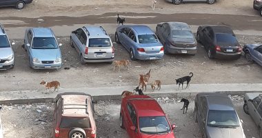 الكلاب الضالة تهاجم المارة.. شكوى أهالى مساكن الشروق بمدينة نصر