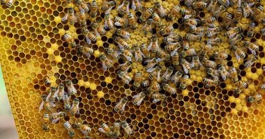 860 ألف طرد صادرات مصر من النحل الحى فى 9 أشهر