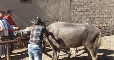 تحصين 4705 رأس ماشية ضد الحمى القلاعية بالمنيا