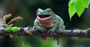 الضفدع Kermit طلع "حقيقى".. مصور إندونيسى يوثق لحظاته الضاحكة