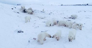 تغيرات الطقس دفعت الدببة القطبية لمهاجمة البشر