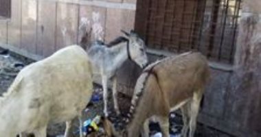 شكوى من انتشار القمامة بمركز أبو تشت بقنا