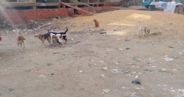 شكوى من انتشار الكلاب الضالة بشارع الدكتور فى العمرانية بمحافظة الجيزة