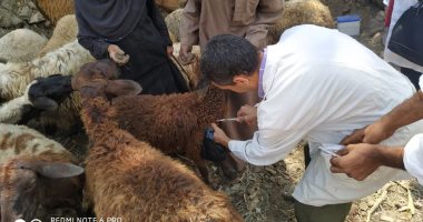 بيطري القليوبية: تحصين 80 ألف رأس ماشية بالحملة القومية للتحصين ضد الحمي القلاعية