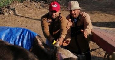 صور.. تحصين 103 آلاف رأس ماشية من الحمى القلاعية والوادى المتصدع بكفر الشيخ