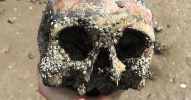 العثور على جمجمة وعظام مدفونة على جانب نهر التايمز منذ 200 عام.. اعرف السبب