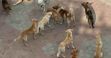 قارئ يشكو من انتشار الكلاب الضالة بمنطقة أرض الجمعية بمنطقة إمبابة