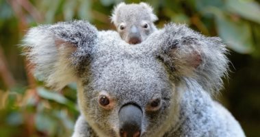 حرائق غابات أستراليا تقتل 2000 حيوان كوالا..والبرلمان يحقق