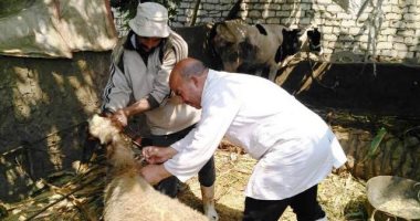 تحصين 12 ألف رأس ماشية ضد الأمراض الوبائية خلال الحملات البيطرية بالبحيرة