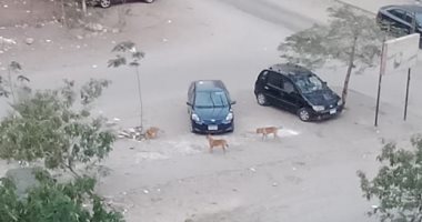 شكوى من انتشار الكلاب الضالة بالمنطقة السادسة بمدينة نصر