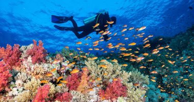 حلم الأعماق..CNN: البحر الأحمر من أكثر وجهات الغوص الرائعة في العالم
