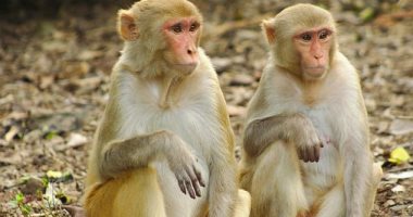 صورة مثل البشر.. القردة تتواصل لبدء وإنهاء التفاعلات الاجتماعية