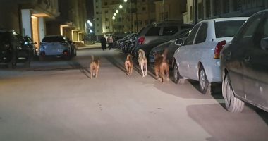 قارئ يشكو من انتشار الكلاب الضالة بشارع قنال المحمودية