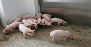 تسجيل حالة إصابة جديدة بحمى الخنازير الأفريقية شمال غربى الصين 