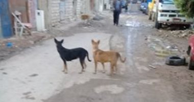 قارئ يشكو انتشار الكلاب الضالة بمنطقة كوبرى الناموس فى الإسكندرية