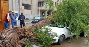 صور.. سقوط شجرة داخل الحرم الجامعى بجامعة القاهرة بسبب الأحوال الجوية