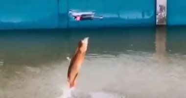 فيديو.. سمكة مفترسة تهاجم طائرة دون طيار تحلق على ارتفاع منخفض