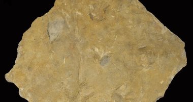 اكتشاف أثار أقدام لبرمائيات فى بريطانيا تعود لـ340 مليون عام.. فيديو وصور