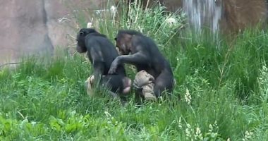 دراسة تكشف قدرة الشمبانزى على الرقص والتحرك معا فى تزامن