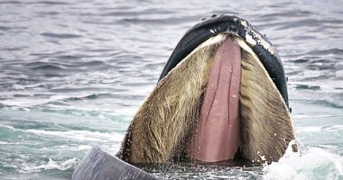 كشف سر كون الحوت الأزرق أكبر الحيوانات على الإطلاق