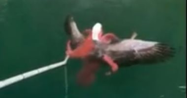 لحظة إنقاذ "نسر أصلع" من قبضة الموت بأيدى أخطبوط على شواطئ كندا.. فيديو
