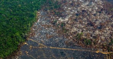 ارتفاع نسبه إزالة الغابات فى منطقة الأمازون البرازيلية 64% فى أبريل