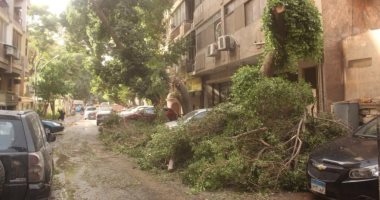 محافظة الجيزة ترفع 65 شجرة سقطت بعدد من الطرق نتيجة سوء الأحوال الجوية