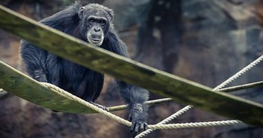 ما العلاقة بين الشمبانزي وموسيقى الروك؟ دراسة حديثة تكشف