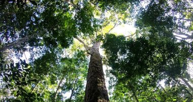 العثور على أطول شجرة فى غابات الأمازون.. ارتفاعها يعادل طول تمثال الحرية