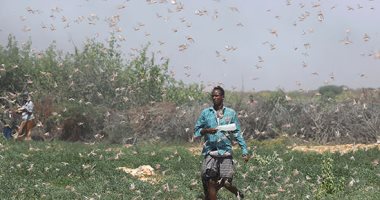 الجراد الصحراوى يغزو الأراضى الزراعية فى الصومال فى أسوأ غزو منذ 25 عاما