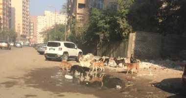 شكوى من استمرار انتشار الكلاب الضالة فى شارع فارس بفيصل